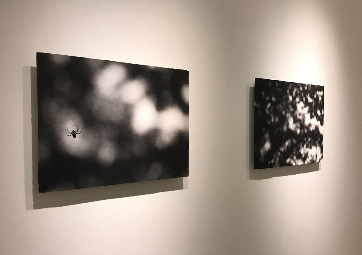 （写真10）写真家の前川貴行さんによるクモの写真。 | 絵本『ちょうちょうなんなん』から派生した『a Butterfly Effect』展 - TOPICS | 活版印刷研究所