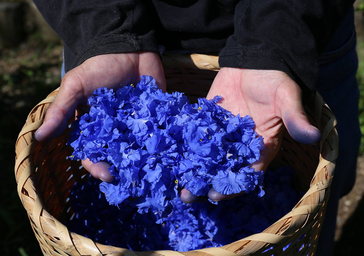 （写真3） | 花の青を集めた、紙のインク TAG STATIONERY - 白須美紀 | 活版印刷研究所